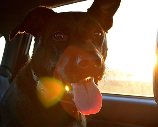 Hund im Auto