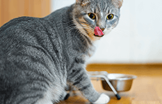 ZOO & Co. | Ratgeber - Katze - Ernährung