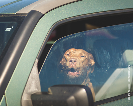 Hund in Auto