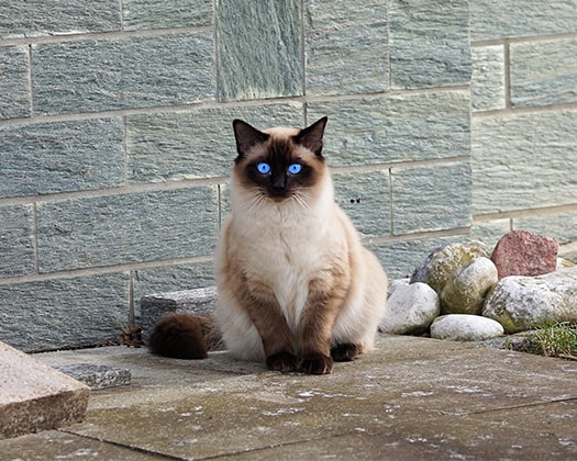 Eisfarben weiße Blue-Point Katze sitzt vor einer grauen Wand