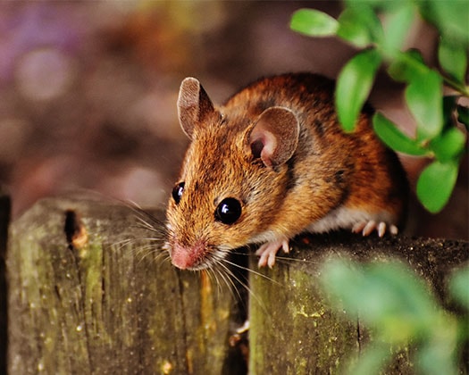 Ein Kleintier zu dem Thema Mäuse als Hauptnahrungsmittel