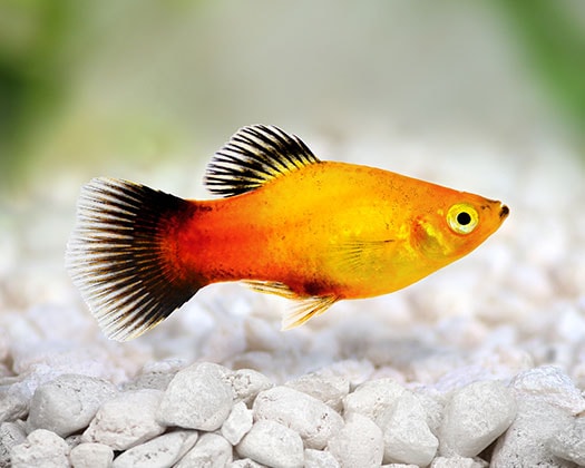 Der Platy